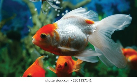 High detail vector goldfish swimming in the aquarium with clear water, looks very cute and very beautiful color illustration