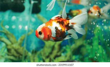 High detail vector goldfish swimming in the aquarium with clear water, looks very cute and very beautiful color illustration