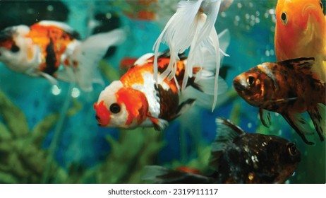 High detail vector goldfish swimming in the aquarium with clear water, looks very cute and very beautiful color illustration