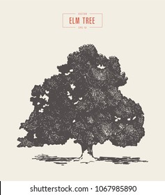 High detail vintage illustration of an elm tree, hand drawn, vector