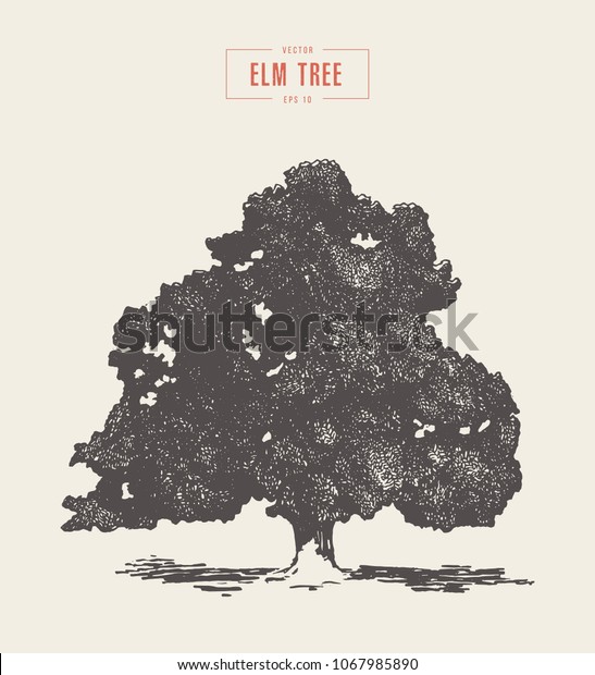 High detail vintage illustration of an elm tree,\
hand drawn, vector