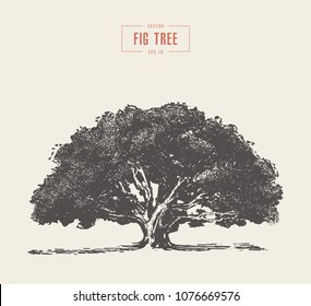 High Detail Vintage Illustration Of A Fig Tree, Hand Drawn, Vector