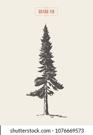 Pine Trees Drawing Images Stock Photos Vectors Shutterstock