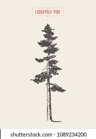 High detail vintage illustration of a lodgepole pine, hand drawn, vector