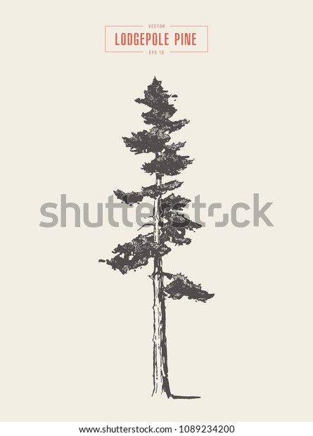 High detail vintage illustration of a lodgepole\
pine, hand drawn, vector