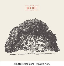 High detail vintage illustration of an oak tree, hand drawn, vector