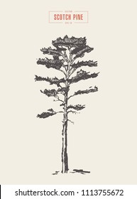 High detail vintage illustration of a scotch pine, hand drawn, vector