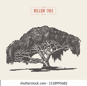How to Draw a Willow Tree  Easy Drawing Tutorial For Kids