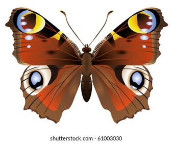 high detailed butterfly vector in white