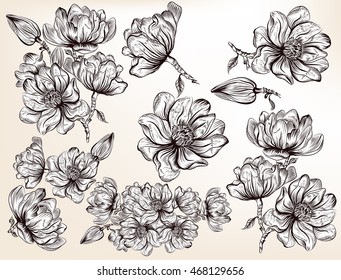 High Detailed Collection Hand Drawn Magnolia Stock Vector (Royalty Free ...