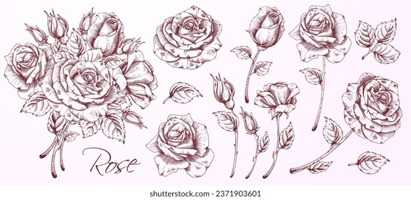 High detailed hand drawn hatching flowers set - blooming roses, leaves and flower buds. Engraving, doodle style. Monochrome colors. Isolated on pink background. Vector illustration