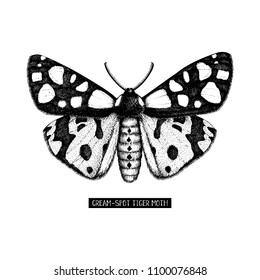 High detailed illustration of cream-spot tiger moth. Hand drawn butterfly sketch. Vintage insect drawing on white background.