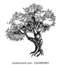 High detailed illustration of an old olive tree