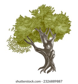 High detailed illustration of an old olive tree