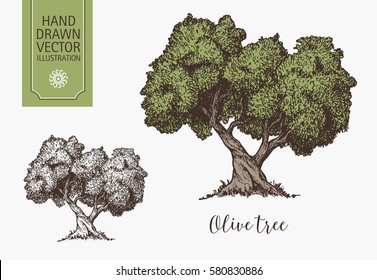 High detailed illustration of an old olive tree, hand drawn, vector