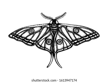 High detailed illustration of Spanish moon moth (Graellsia isabellae). Hand drawn tropical butterfly sketch. Vintage insect drawing on white background. Tropical wildlife elements.