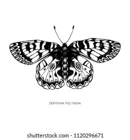 High detailed illustration of Zerynthia polyxena. Hand drawn butterfly sketch. Vintage insect drawing on white background. 