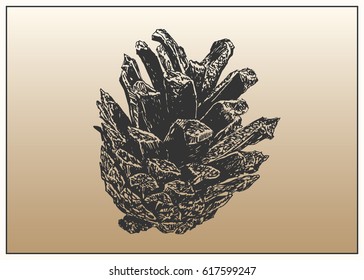 High detailed pen and ink drawing of pine cone, isolated on white background. Vector isolated image.