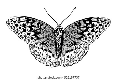 High detailed realistic sketch of a butterfly- Stylized vector art - black and white illustration 