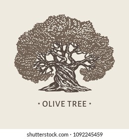 High detailed sign of an old olive tree. Hand drawn vector illustration. Retro style.