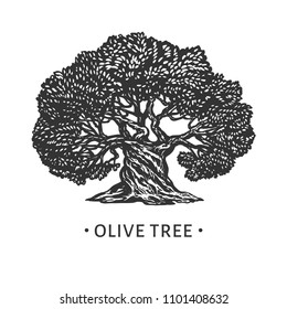High detailed sign of an old olive tree. Hand drawn vector illustration. Retro style. Logo.
