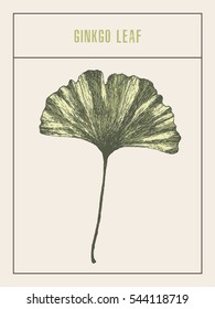 High detailed vector illustration of a ginkgo leaf, hand drawn, sketch