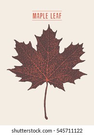 High Detailed Vector Illustration Of A Maple Leaf, Hand Drawn, Sketch