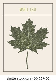 High detailed vector illustration of a maple leaf, hand drawn, sketch