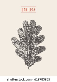 High detailed vector illustration of an oak leaf, hand drawn, sketch