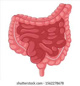 High Detailed vector intestine isolated on white background. Vector illustration eps 10.