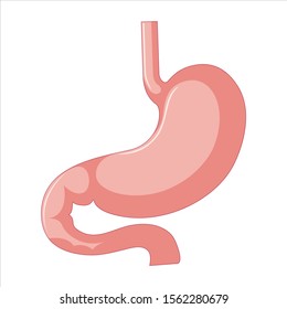 Alto Vector de estómago detallado aislado en fondo blanco. Ilustración vectorial, pasos 10.