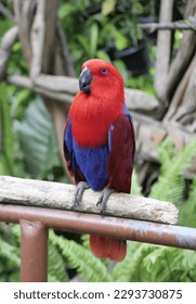 High fidelity photo image trace vector illustration of tropical beautiful bird in nature