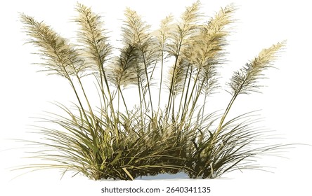High grass flowery vector, ornamental plants, transparent background, nature illustration, floral cut out, grass design, wildflower decoration, natural background