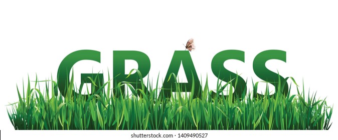 High green fresh grass isolated on white background. High green fresh grass borders.