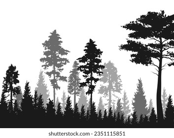 High grey fir trees forest on white silhouette