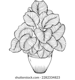 Calathea, planta alta de la casa, con hojas anchas en una olla. Ilustraciones vectoriales en forma de dibujo a mano estilo doodle aislado en blanco. Planta para el interior de la oficina. Planta con hojas a rayas.