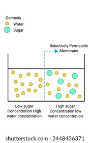 High and Low sugar concentration high water concentration