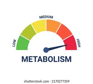 High metabolism level on measuring scale, instrument scale with arrow. Control health, care and determine on tachometer, speedometer, indicator, gauge. Infographic counter. Vector illustration