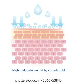 High molecular weight hyaluronic acid vector illustration. High molecular HA stay on skin surface to lock in moisture, forming protective film that helps retain instant hydration and smoothing effect.