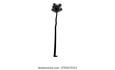 Palmeira alta, silhueta isolada preta