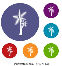 High palm tree icons set in flat circle reb, blue and green color for web