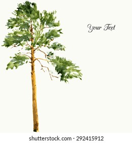 high pine tree at sunny day drawing by watercolor, aquarelle sketch of wild nature, painting forest, hand drawn vector illustration