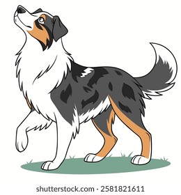 High Quality Australian Shepherd Dog Vector Illstration