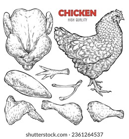 Dibujo de pollo de alta calidad con estilo de grabado. Cortando carne con especias. Ilustración culinaria para publicidad en restaurantes o granjas.