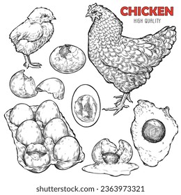 High quality chicken drawing in engraving style. Cutting meat with spices. Culinary illustration for restaurant or farm advertising.