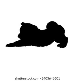 High quality Dog stretches Pomeranian spitz silhouette Breeds Bundle Dogs on the move. Dogs in different poses.
The dog jumps, runs. dog is sitting. The dog is lying down  playing