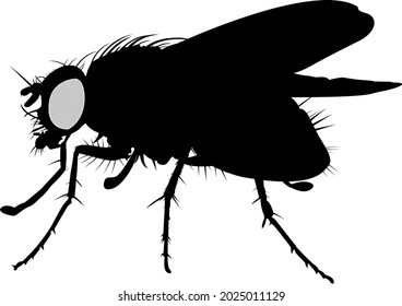 High quality Egyptian fly design