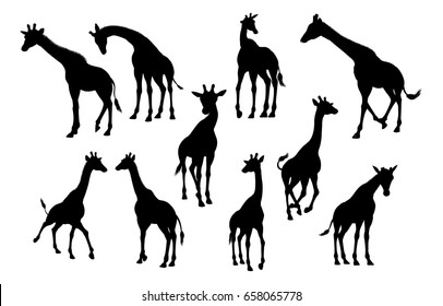 A high quality giraffe animal silhouette set 