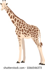 High quality giraffe vector real-like, cartoon illustration