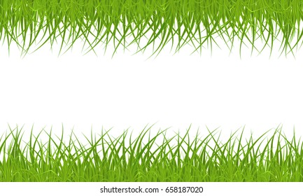 High quality green grass border on white background, vector illustration.